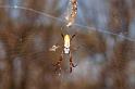 Nephila_ZZ310_D3507_Z_82_Karinji NP_Australie